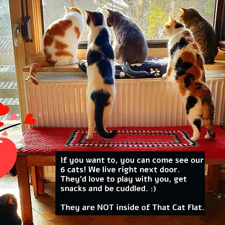That Cat Flat - Free Parking, Near Center, Cats! Daire